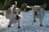 Flying Beagles