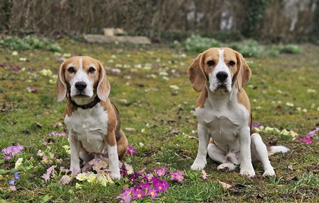 Jolie hatte ein tolles Date mit Falco. Wir hoffen auf Welpen im Mai